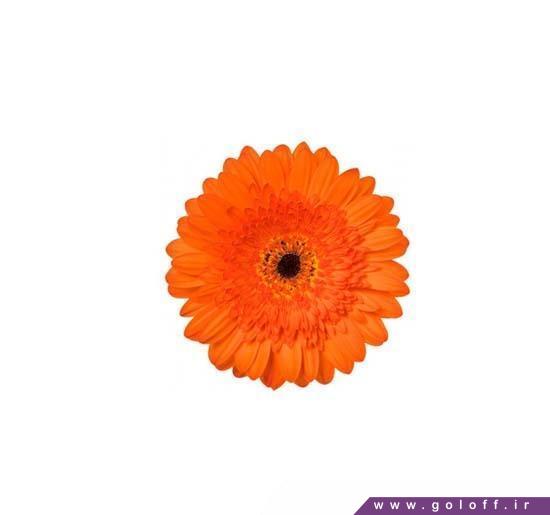 دیزاین گل - گل ژربرا کروسادر - Gerbera | گل آف